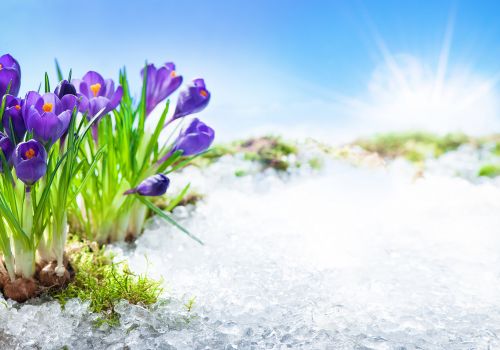 frühling-krokus-impressionen