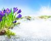 frühling-krokus-impressionen